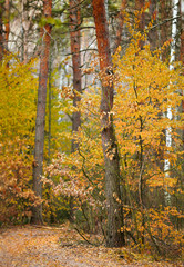 Autumn in the park