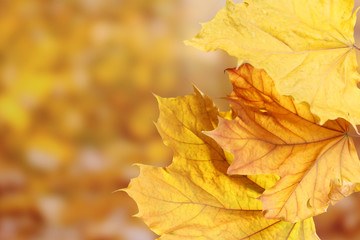 Naklejka na ściany i meble suchy klon jesienią liści na żółtym tle