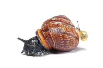 Small snail climbing on large snail