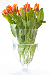 reddish orange tulips