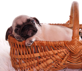 Obraz premium chiot Carlin dans un panier
