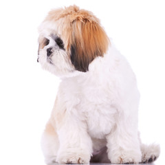 shih tzu looking at its side
