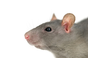 rat
