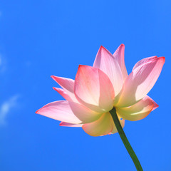 Pink lotus