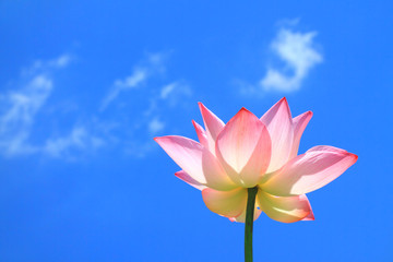 Pink lotus on blue sky and cloud