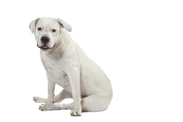 jeune dogue argentin à l'allure pataude