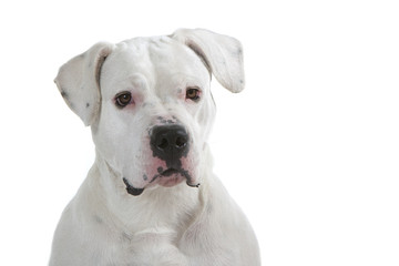 beautiful head of the dogo argentino