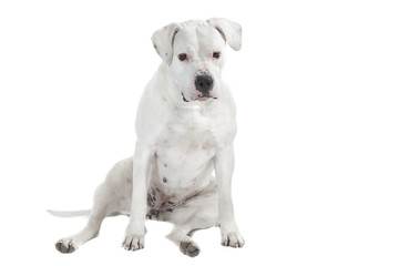 dr&ocirc;le de position assise du sogue argentin