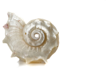 spiral sea shell