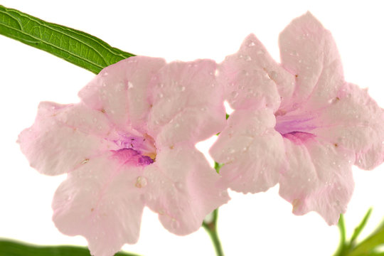 fleurette rose