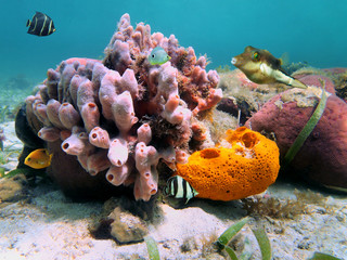 Underwater marine life, colorful sea sponges and tropical fish in the Caribbean sea