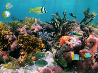 Colorful marine life in a coral reef with tropical fish and a starfish, Caribbean sea © dam