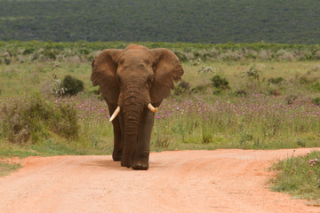 Elefant in graslandschaft