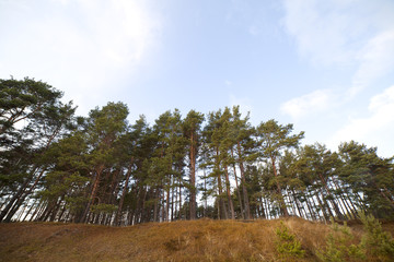 Obraz premium Pines.