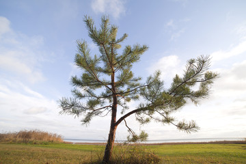 Obraz premium Little pine at sea.