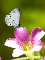 butterfly on flowers (creeping oxalis )