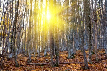 autumn beech forest in a rays of sun
