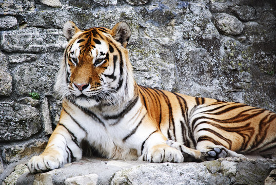 The Tiger