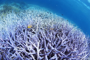 チョウチョウウオの泳ぐエダサンゴの群生と白化