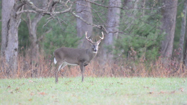 Whitetail buck and wild turkeys