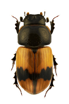 Aphodius coniugatus