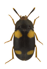 Mycetophagus quadripustulatus