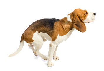 beagle  on a white background.
