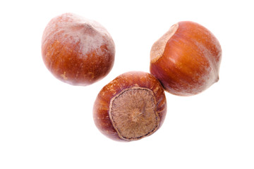 Wood nuts