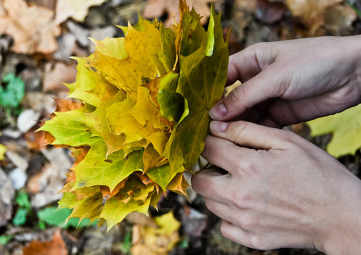 autumn maple leaves in women hands