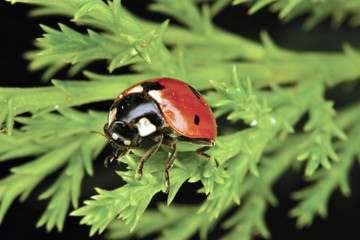 Lady bug
