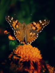 Butterfly rests on a yellow flower