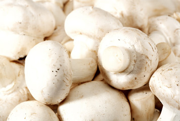 Fototapeta na wymiar raw fresh mushrooms backgrounds
