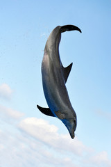 Jumping Dolphin