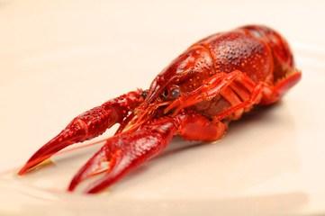 Flusskrebs gekocht