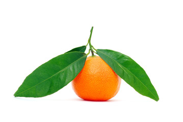 tangerine