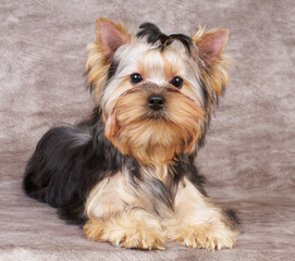 Puppy of the Yorkshire Terrier