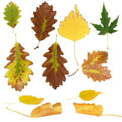 photo of various autumn leaves isolated on white background