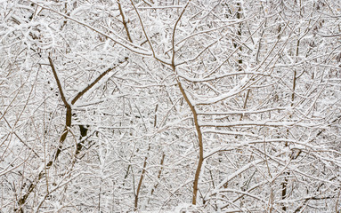Branchy and snowy natural background