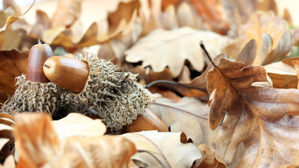 acorns and oak tree leaves