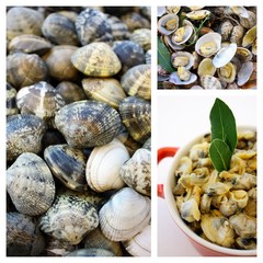 Montage de palourdes