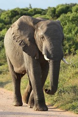 Fototapeta premium African Elephant Walking