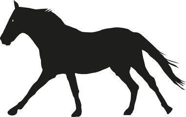 horse © Yuriy Borysenko