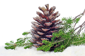 pine cone on the snow