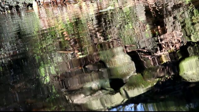 feuille flottante