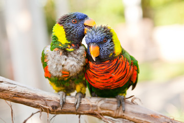 Two rainbow lorikeets preening