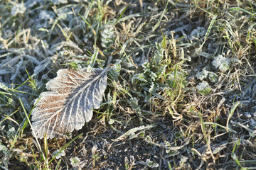 leaf, hoarfrost, frost, winter