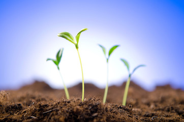 Green seedlings in new life concept