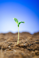 Green seedlings in new life concept