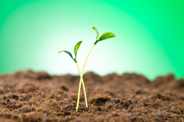 Green seedlings in new life concept