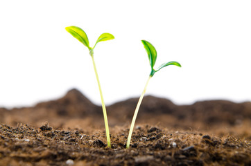 Green seedlings in new life concept